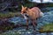 Red fox / vulpes vulpes outdoors in the wilderness during the the night in the arctic.