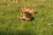 RED FOX vulpes vulpes, PAIR SMELLING, STANDING ON GRASS, NORMANDY IN FRANCE