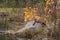 Red Fox Vulpes vulpes Paws On Rock Looking Left from Island Autumn