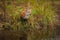 Red Fox Vulpes vulpes Peers Out from Reeds