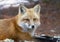 A Red fox Vulpes vulpes in pine tree forest lying down in Algonquin Park, Canada