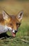 Red Fox, vulpes vulpes, Portrait of Adult calling, Normandy