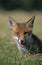 Red Fox, vulpes vulpes, Portrait of Adult, Normandy