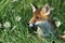 RED FOX vulpes vulpes, PORTRAIT OF ADULT STANDING IN LONG GRASS