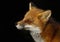 A Red fox Vulpes vulpes portrait against a black background in Algonquin Park, Canada