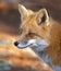 A Red fox Vulpes vulpes portrait in autumn in Algonquin Park, Canada