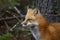 A Red fox Vulpes vulpes portrait closeup in Algonquin Park, Canada
