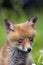 Red Fox, vulpes vulpes, Portrait of Cub, Normandy