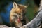RED FOX vulpes vulpes, PORTRAIT OF CUB WITH TONGUE OUT