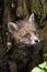 Red Fox, vulpes vulpes, Portrait of Pup, Normandy