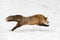 Red Fox Vulpes vulpes Pounces Right Through Snow Winter