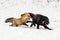 Red Fox Vulpes vulpes Pounces After Silver Fox Winter