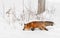 Red Fox (Vulpes vulpes) Prowls Through the Snow