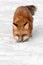 Red Fox (Vulpes vulpes) Prowls Towards Viewer
