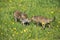 Red Fox, vulpes vulpes, Pup eating a Small European Rabbit in Mouth, Normandy