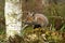 Red Fox, vulpes vulpes, Pup smelling Tree Trunk, Normandy