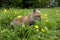Red Fox, vulpes vulpes, Puppy with Flowers, Normandy