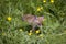 Red Fox, vulpes vulpes, Puppy with Flowers, Normandy