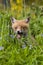 Red Fox, vulpes vulpes, Puppy with Flowers, Normandy