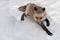 Red Fox Vulpes vulpes Quick Turn Close Up Winter
