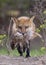 A Red fox Vulpes vulpes with a rabbit and chipmunk in mouth for her kits in the forest in springtime in Canada