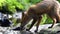 Red fox Vulpes vulpes running in forest near a stream