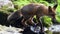 Red fox Vulpes vulpes running in forest near a stream