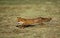RED FOX vulpes vulpes RUNNING ON GRASS