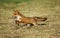 RED FOX vulpes vulpes RUNNING ON GRASS