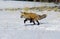 RED FOX vulpes vulpes RUNNING IN SNOW , CANADA