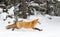 Red fox Vulpes vulpes running through the snow in winter in Algonquin Park in Canada