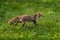 Red Fox (Vulpes vulpes) Runs Through Dewy Grass