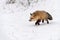 Red Fox (Vulpes vulpes) Runs Left Looking Left Winter