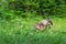 Red Fox Vulpes vulpes Runs Left Tongue Lolling Panning