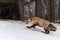 Red Fox (Vulpes vulpes) Runs Left Towards Forest Winter