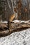 Red Fox Vulpes vulpes Scent Marks Log Winter