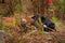 Red Fox Vulpes vulpes and Silver Fox Tussle