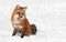 Red Fox (Vulpes vulpes) Sits Peacefully in Snow - Copy space rig