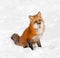 Red Fox (Vulpes vulpes) Sits in Snow with Cocked Head