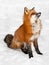 Red Fox (Vulpes vulpes) Sits in the Snow Looking Up