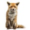 Red fox, Vulpes vulpes, sitting