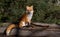 Red fox Vulpes vulpes sitting on a log in Algonquin Park in autumn in Canada