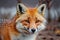Red Fox - Vulpes vulpes, sitting up at attention, direct eye contact, bokeh in background, generative ai