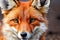 Red Fox - Vulpes vulpes, sitting up at attention, direct eye contact, bokeh in background, generative ai