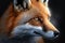 Red Fox - Vulpes vulpes, sitting up at attention. Red fox portrait. Generative AI.