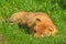 Red fox Vulpes vulpes sleeping in sunny day