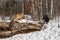 Red Fox (Vulpes vulpes) Squats to Mark Log Silver Walks By Winter