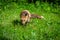 Red Fox Vulpes vulpes Stalks Forward Through Grass Summer