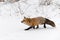 Red Fox Vulpes vulpes Stalks Left Through Snow Winter