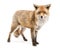 Red Fox, Vulpes vulpes, standing